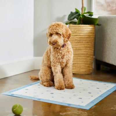 Show full view: Frisco Fold & Carry Single Door Collapsible Wire Crate, 36 inch + Extra Large Printed Dog Training & Potty Pads, 28 x 34-in, 40 count, Unscented slide 9 of 9