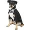 Show in main carousel: Frisco Formal Dog & Cat Tuxedo, Black, Large slide 1 of 11