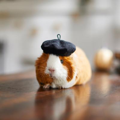 Show full view: Frisco French Beret Guinea Pig Costume Hat, One Size, Black slide 4 of 6