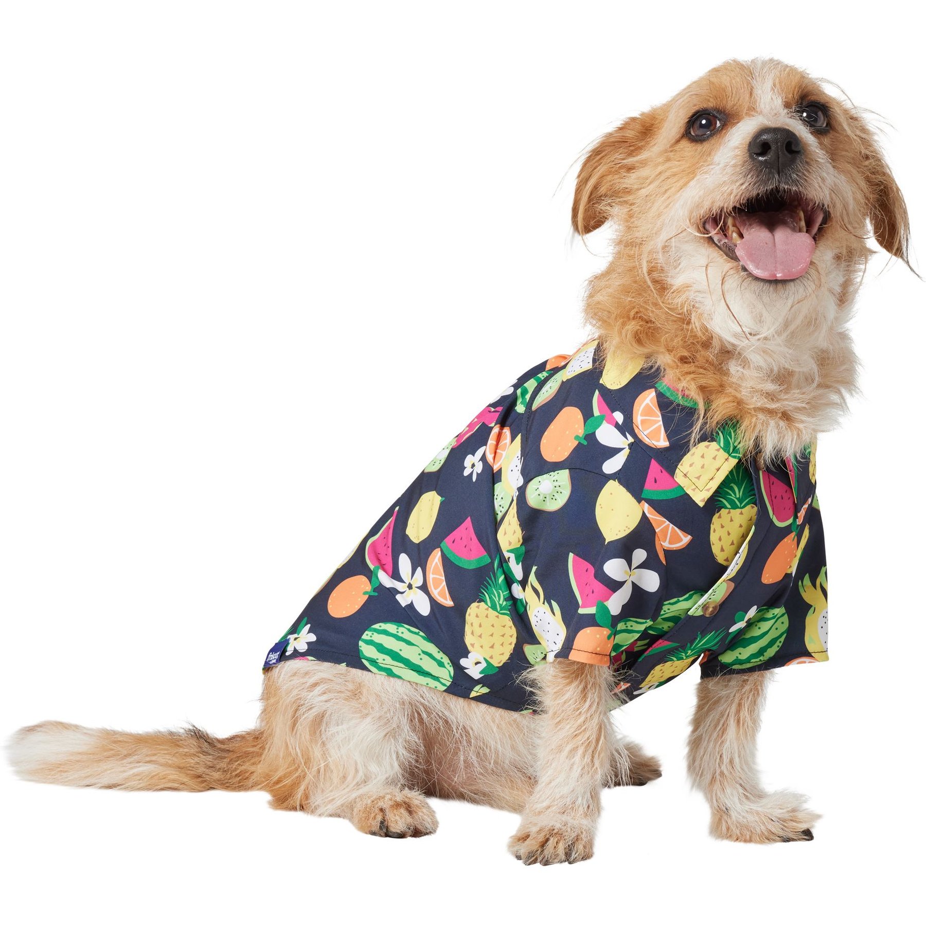 Frisco Fruit Punch Camp Dog & Cat Shirt, Black, Large