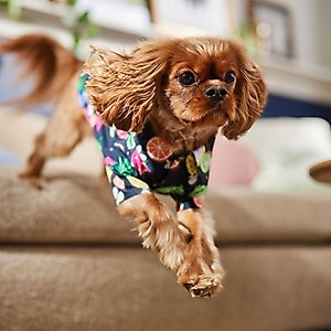 Frisco Fruit Punch Camp Dog & Cat Shirt, Black, Medium