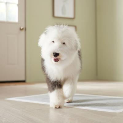 Show full view: Frisco Giant Charcoal Dog Training & Potty Pads, 27.5 x 44-in, Unscented, 50 count slide 7 of 10