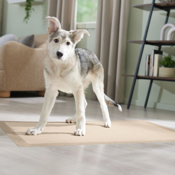 Show full view: Frisco Giant Eco-Conscious Dog Training & Potty Pads, 27.5 x 44-in, Unscented, 30 count slide 7 of 9