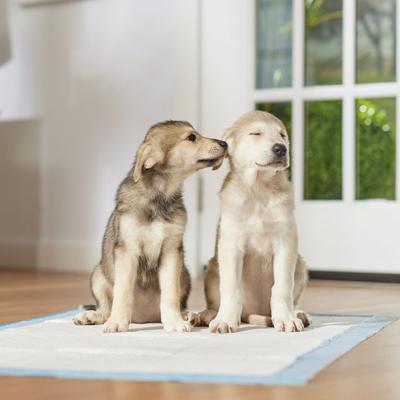 Show full view: Frisco Giant Premium Dog Training & Potty Pads, 27.5 x 44-in, Unscented, 27.5 x 44-in, Unscented, 50 count, Geometric Print slide 7 of 10