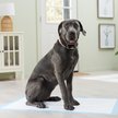 Show in main carousel: Frisco Giant Premium Dog Training & Potty Pads, 27.5 x 44-in, Unscented, 30 count slide 7 of 10