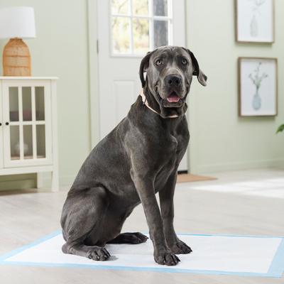 Show full view: Frisco Giant Premium Dog Training & Potty Pads, 27.5 x 44-in, Unscented, 30 count slide 7 of 10