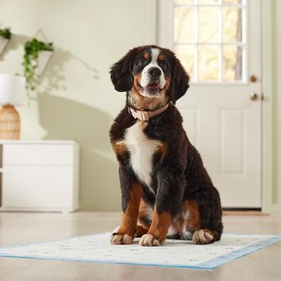 Show full view: Frisco Giant Printed Dog Training & Potty Pads, 27.5 x 44-in, Unscented, 50 count, Paws & Bones slide 8 of 11