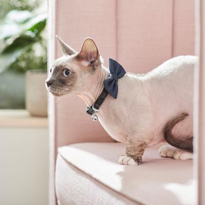 Show full view: Frisco Glitter Cat Collar With Bow, Black, 8 to 12-in neck, 3/8-in wide slide 3 of 5