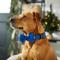 Show in main carousel: Frisco Glitter Dog Collar with Removable Glitter Bow, Blue, LG - Neck: 18-26-in, Width: 1-in slide 6 of 7
