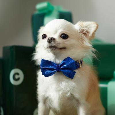 Show full view: Frisco Glitter Dog Collar with Removable Glitter Bow, Blue, XS - Neck: 8-12-in, Width: 5/8-in slide 6 of 7