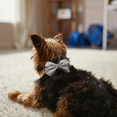 Show full view: Frisco Glitter Dog Collar with Removable Glitter Bow, Gray, XS - Neck: 8-12-in, Width: 5/8-in slide 6 of 7