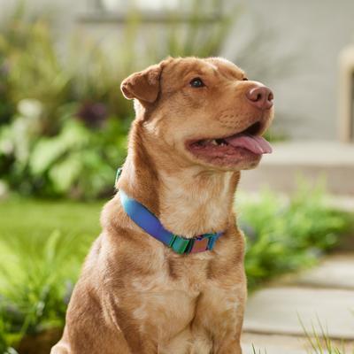 Show full view: Frisco Green Ombre Style Dog Collar, LG - Neck: 18 – 26-in, Width: 1-in slide 4 of 6