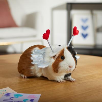 Show full view: Frisco Guinea Pig Cupid Costume, One Size slide 5 of 6
