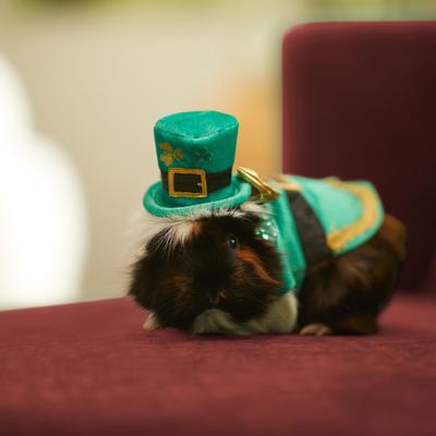 Show full view: Frisco Guinea Pig St. Patrick's Day Costume, Green slide 5 of 6