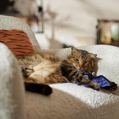 Show full view: Frisco Halloween Cutie Bat Plush Cat Toy with Silvervine & Catnip slide 3 of 5