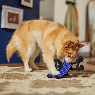 Show full view: Frisco Halloween Cutie Bat Plush Squeaky Dog Toy, Small/Medium slide 4 of 7