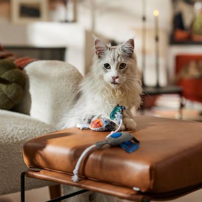 Show full view: Frisco Halloween Cutie Bats Plush Cat Toy with Catnip, 3 count slide 3 of 6