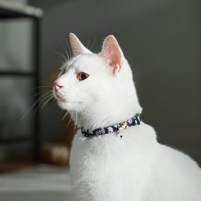 Show full view: Frisco Halloween Ghost Cat Collar, 8 to 12-in neck, 3/8-in wide slide 4 of 6