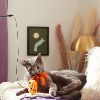 Show full view: Frisco Halloween Interchangeable Teaser Wand Cat Toy with Catnip, 3 count slide 3 of 6