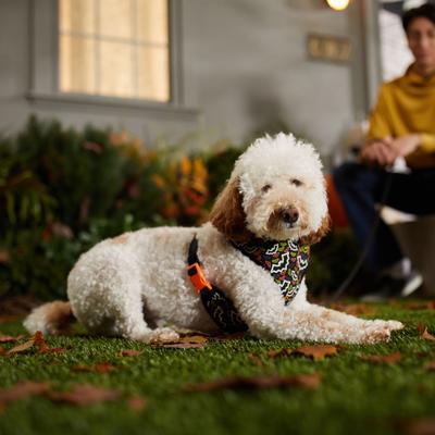 Show full view: Frisco Halloween Over-The-Head Reversible Bat Wing Vest Harness, Medium slide 6 of 9