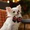 Show in main carousel: Frisco Halloween Plaid Dog Collar with Bow, X-Small slide 6 of 8