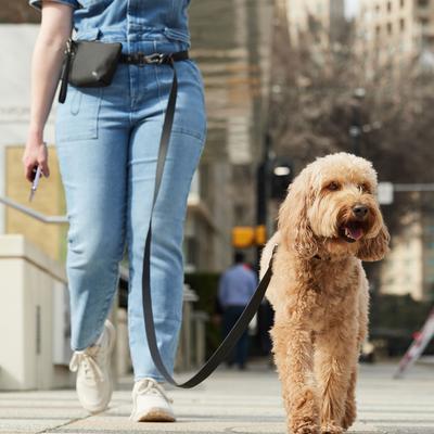 Show full view: Frisco Hands Free Dog Leash with Removable Pouch, Black, X-Small/Small slide 6 of 10