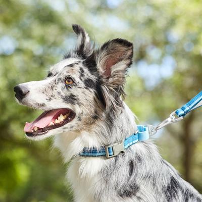 Show full view: Frisco Hands-Free Running Martingale Dog Collar slide 4 of 6