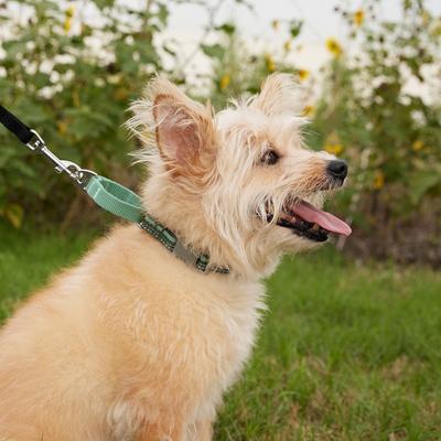 Show full view: Frisco Hands-Free Running Martingale Dog Collar slide 5 of 7