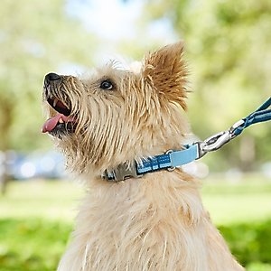 Frisco Hands-Free Running Martingale Dog Collar