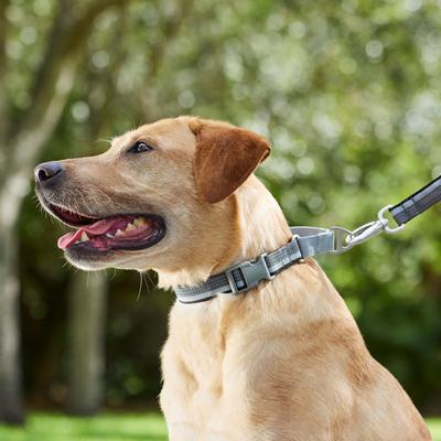 Show full view: Frisco Hands-Free Running Martingale Dog Collar slide 4 of 6