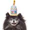 Show in main carousel: Frisco Happy Birthday Cupcake Dog & Cat Hat, X-Small/Small slide 3 of 8