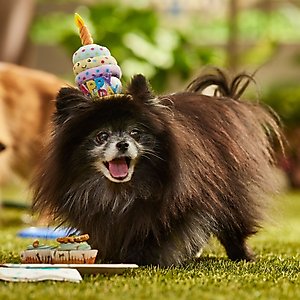 Frisco Happy Birthday Cupcake Dog & Cat Hat, X-Small/Small