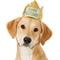 Show in main carousel: Frisco Happy Birthday Dog & Cat Crown, Medium/Large slide 1 of 8