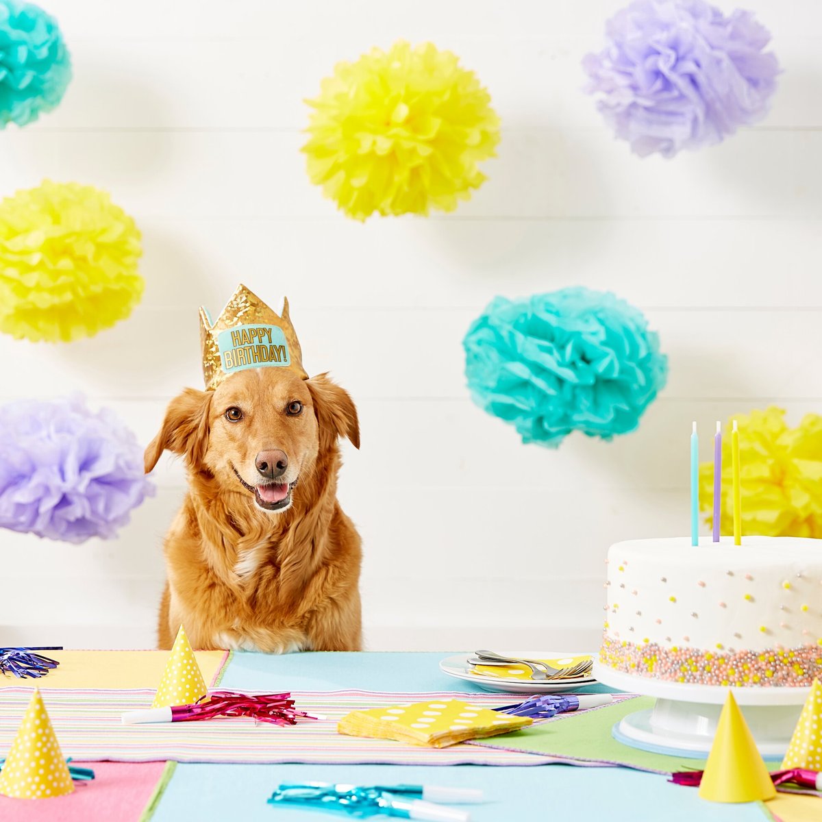 Frisco Happy Birthday Polyester Dog Leash