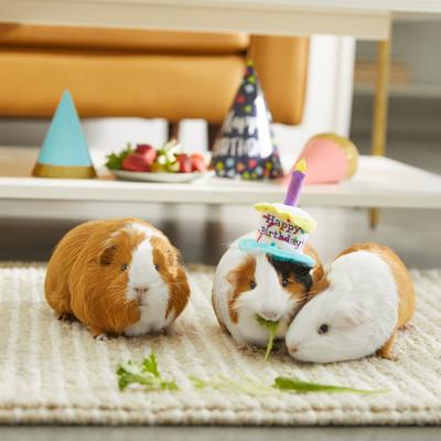 Show full view: Frisco Happy Birthday Guinea Pig Hat, Multi Color slide 4 of 5