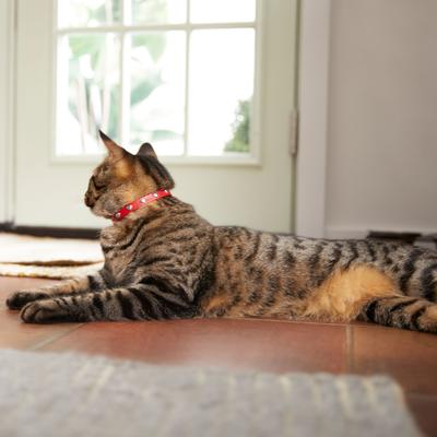 Show full view: Frisco Heart Design Cat Collar, Red, 8 to 12-in neck, 3/8-in wide slide 4 of 6