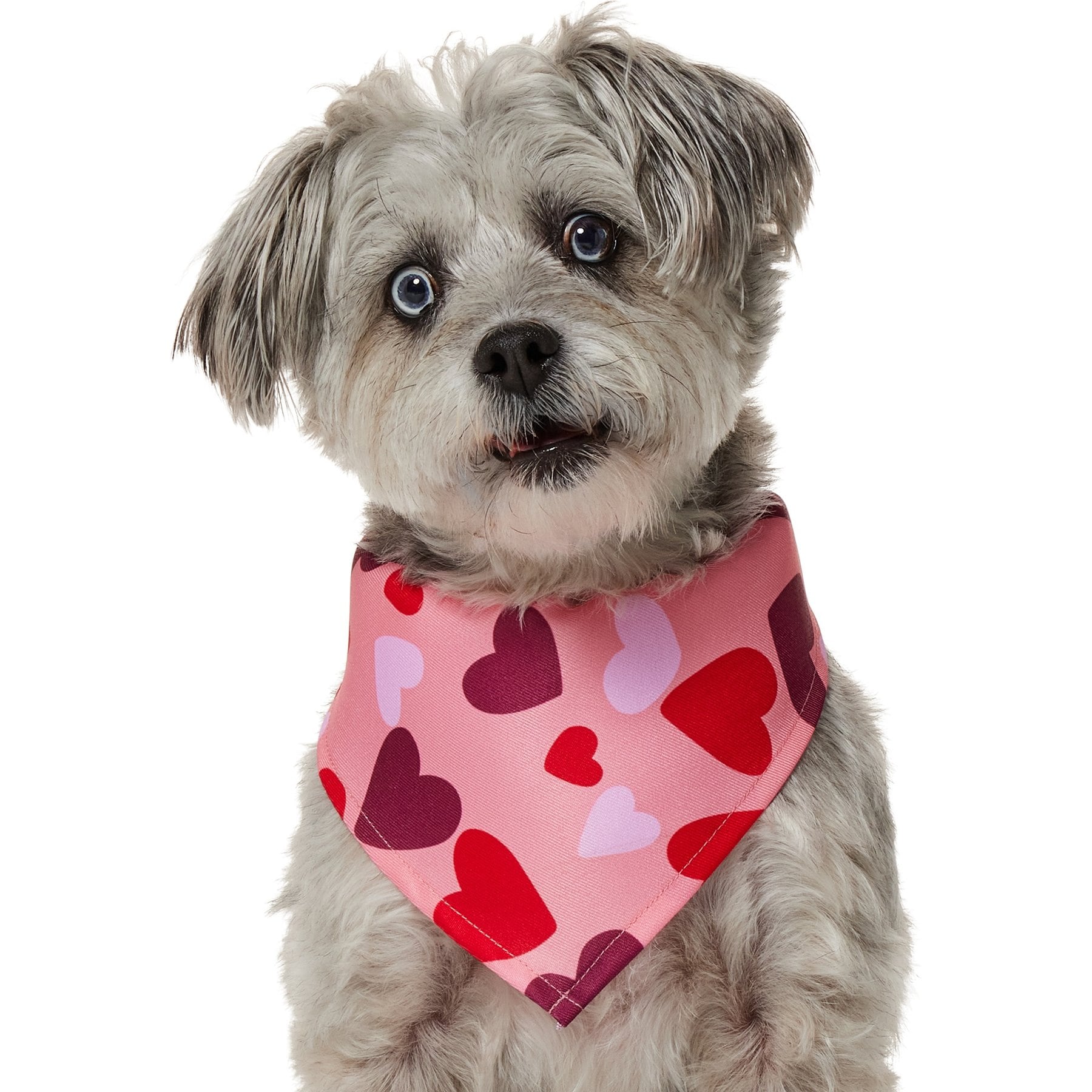 Frisco Heart Print Dog & Cat Bandana, Medium/Large