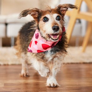 Frisco Valentine's Heart Print Dog & Cat Bandana, Medium/Large