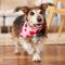 Show in main carousel: Frisco Valentine's Heart Print Dog & Cat Bandana, Medium/Large slide 6 of 8