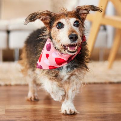 Show full view: Frisco Valentine's Heart Print Dog & Cat Bandana, Medium/Large slide 6 of 8
