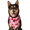 Show in main carousel: Frisco Valentine's Heart Print Dog & Cat Bandana, X-Large/XX-Large slide 1 of 7