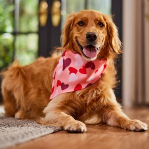 Frisco Valentine's Heart Print Dog & Cat Bandana, X-Large/XX-Large