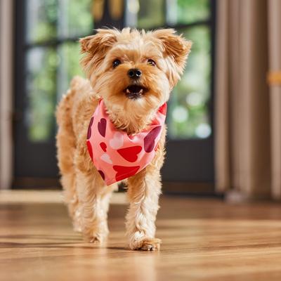 Show full view: Frisco Valentine's Heart Print Dog & Cat Bandana, X-Small/Small slide 6 of 8