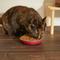 Show in main carousel: Frisco Heavy Duty Non-Skid Saucer Cat Bowl, 2 count, Red slide 6 of 8