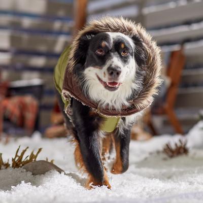 Show full view: Frisco Heavy Weight 2-Tone Sherpa Lined Hybrid Quilted Dog & Cat Parka, XX-Large slide 7 of 9