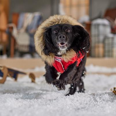 Show full view: Frisco Heavy Weight Matte Quilted Dog & Cat Parka with Cozy Fleece Lining, Red, Large slide 7 of 9