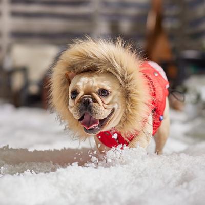 Show full view: Frisco Heavy Weight Matte Quilted Dog & Cat Parka with Cozy Fleece Lining, Red, Medium slide 8 of 10