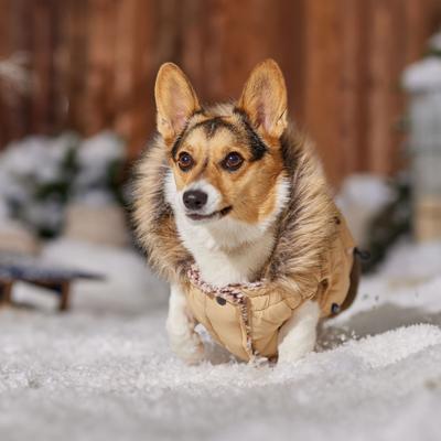 Show full view: Frisco Heavy Weight Matte Quilted Dog & Cat Parka with Cozy Fleece Lining, Tan, Medium slide 8 of 10