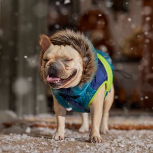 Frisco Heavy Weight Urban City Colorblock Dog & Cat Parka with Sherpa Lining, Green, Medium