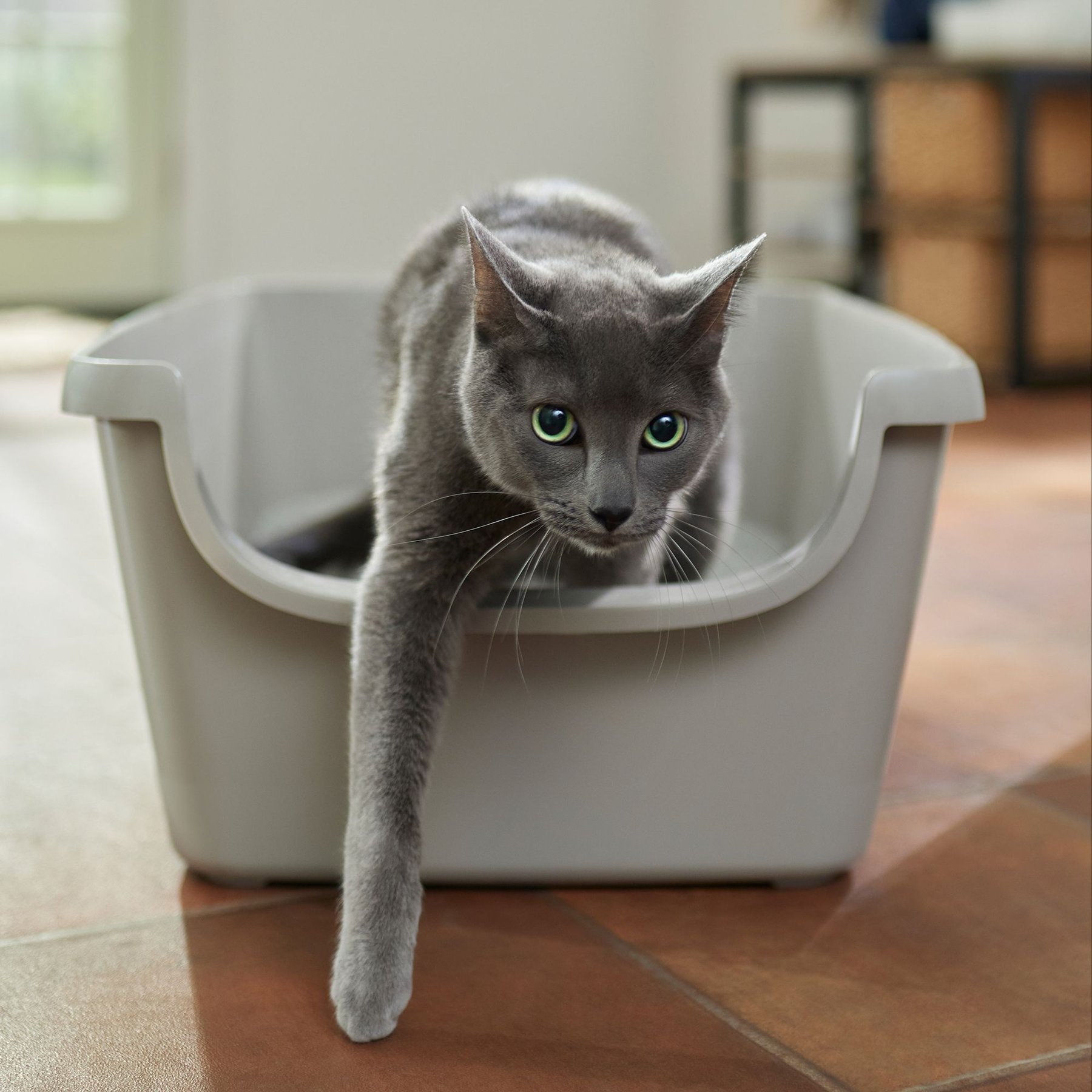 Frisco High Sided Cat Litter Box, Frisco, Gray, Extra Large 24-in
